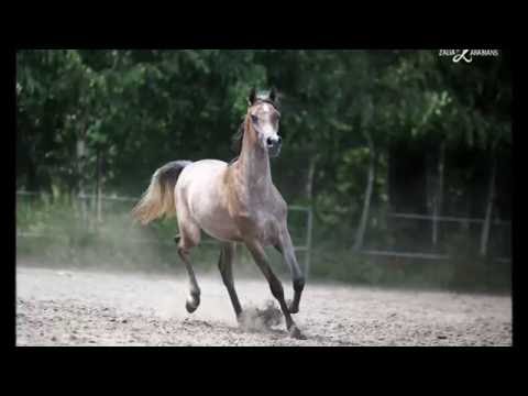 Straight Egyptian colt -MUSALIH AL ZALIA