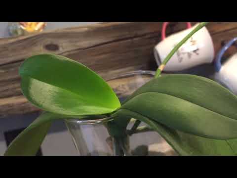 Update on my Phalaenopsis orchids