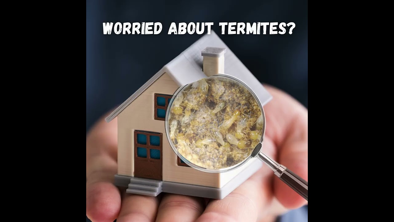 𝐓𝐞𝐫𝐦𝐢𝐭𝐞/𝐖𝐃𝐎 𝐈𝐧𝐬𝐩𝐞𝐜𝐭𝐢𝐨𝐧