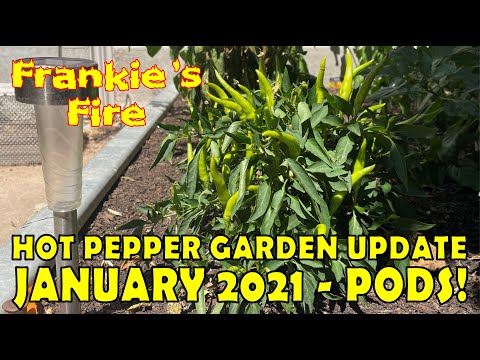 Hot Pepper growing update - January 2021 - We have pods! (How I grow hot peppers)