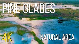 Pine Glades Natural Area - 4K - with Phantom 4 Pro