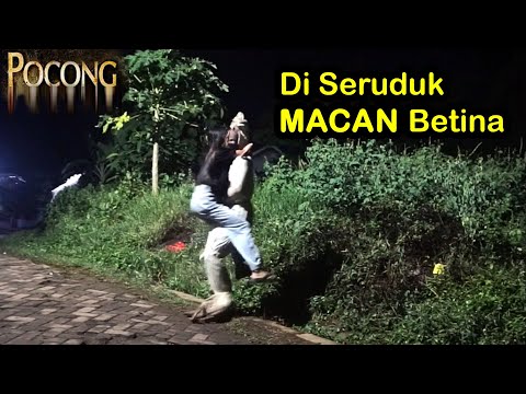 Prank Pocong DiSeruduk Macan Betina #videolucu #pocongsensasi #prank #exposecisoka