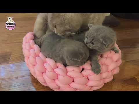 British Shorthair Cat Mom Doesn't Let Her Kittens Stay Alone ❤️ Cute Kitten Yawns, Bites and Fusses!
