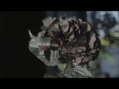 Cinematic La Grande Casa Nera - 291 Rankins Springs Road, Griffith