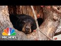 Bear Finds Home In Tree Of Connecticut Backyard