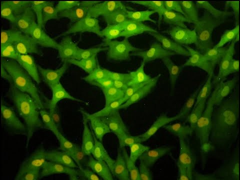 Time-Lapse of Living Cells