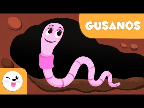 Los gusanos para niños - Animales invertebrados - Ciencias naturales para niños