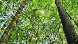 Nếu Trồng Cây Này Không Đúng Cách Sẽ Phải Chặt Bỏ 😭😭