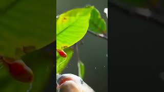 Fish Jump For Fruits In 4K