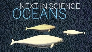 Next in Science | Oceans | Part 1 || Radcliffe Institute