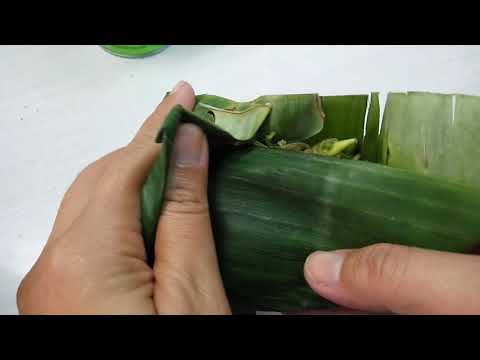download lagu mp3 mp4 Banana Leaf Food Packaging, download lagu Banana Leaf Food Packaging gratis, unduh video klip Banana Leaf Food Packaging