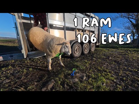 Sheep - Misc Country