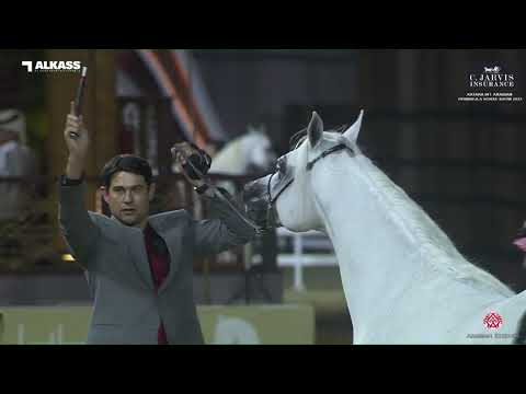 N 156 HAKEEM AL WAAB   Katara Int  Arabian Peninsula Horse Show 2023   Stallions 4 6 Years Old Class