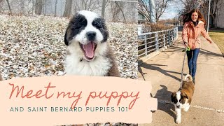 MEET MY PUPPY | SAINT BERNARDS 101