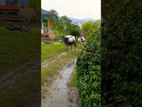 Bello paisaje en el Cairo Valle del cauca Colombia,  mulas , café,  jeep y finca #café  #campo
