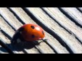 LADYBUG MACRO VIDEO MAGIC LANTERN RAW