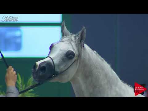 N.81 ENGULO EEA - Milan 2018 - 4-6 Years Old Stallions (Class 10)