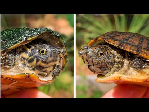Turtle Face Off: Stripeneck and Loggerhead Musk Turtles!!