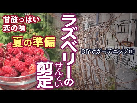 冬に咲いていないラズベリーの茂みを剪定する方法