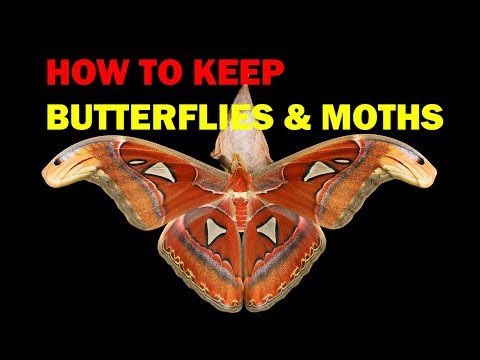 How to keep  Butterflies and Moths (Weird and Wonderful Pets Episode 4 of 15)