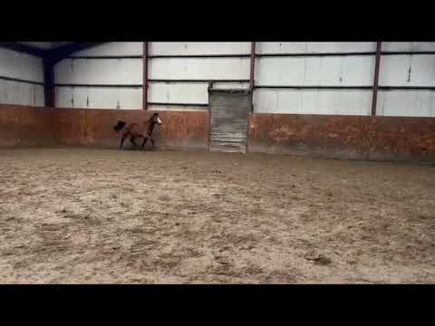 Top Class Sligo Candy Boy Brood Mare - Image 2