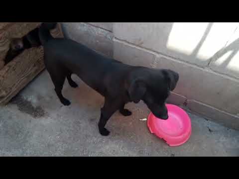 Lola (32), an adoptable Black Labrador Retriever Mix in Mexicali, BCN_image-1