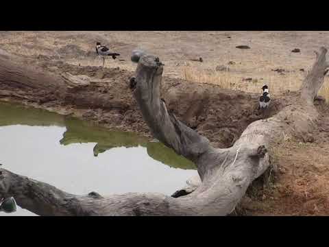 Djuma: Blacksmith Lapwing chick and parents - 09:46 - 09/21/18
