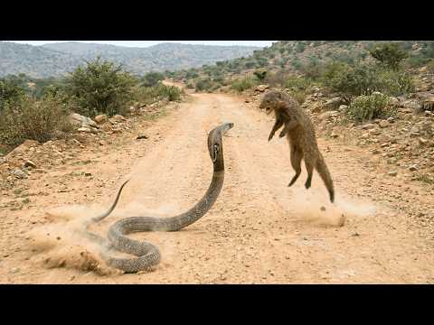 Cobra Gets Bold, Mongoose Gets Bolder