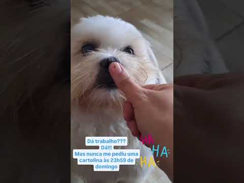 Sr Magnésio#filhotesdecachorro #shihtzu #ourilandiadonorte #srmagnesio