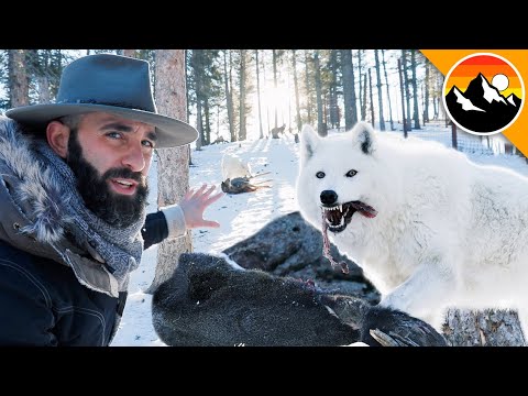 HUNGRY LIKE A WOLF - Feeding a Deer to Wolves!