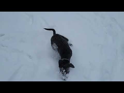 Bella, an adopted Labrador Retriever Mix in Palatine, IL_image-1