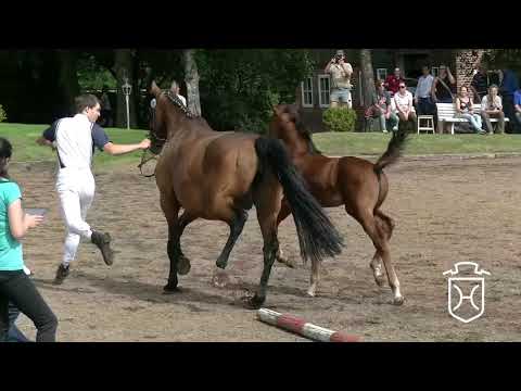 PLÖ013 Stutfohlen von Caplan - Lagaro - Corleone