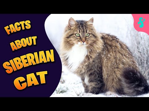 10 Facts About Siberian Cats | Furry Feline Facts