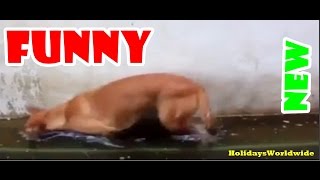 preview picture of video 'Funny Dog Videos 2014 ● Dog Fighting Sleep (NEW)'