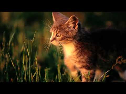 Vu Ninh bau troi dep dskla dkasj djksal djsakl3345