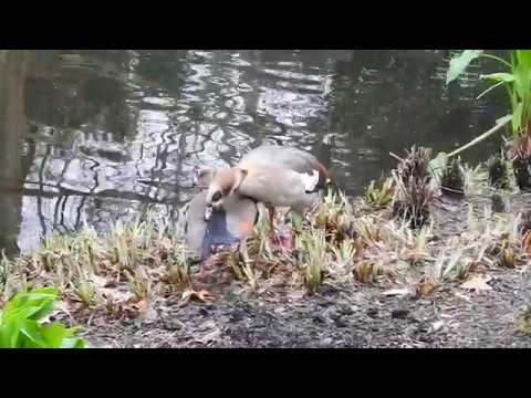 Egyptian Geese mating