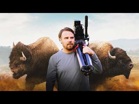 Battle of the Bulls: Filming the Bison Rut in Yellowstone