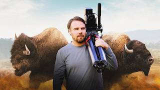 Battle of the Bulls: Filming the Bison Rut in Yellowstone