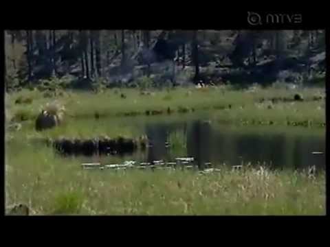 Suuri seikkailu 2002 Posio - Kääpäsuon kirous