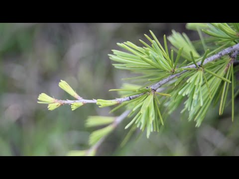 Raccolta gemme Cedrus libani (Cedro del Libano) - Giorgini Dr. Martino
