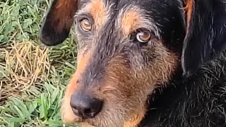 Cats Are Liquid: ALitS (Companion 1-3)