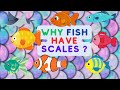 Why Fish Have Scales Animal Video For Kids