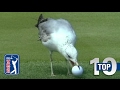 Top 10: Animal Encounters on the PGA TOUR - YouTube