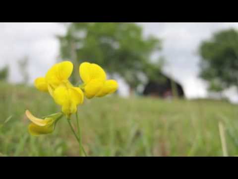 Teta Liza i Lado - Sedi se kraj mene stari moj pajdas