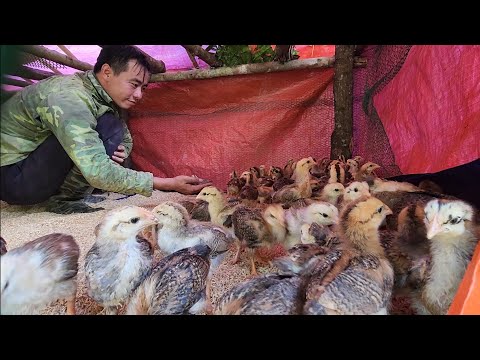 Implementing a new project of raising 150 chickens, Survival instinct, Building a life (EP 195)