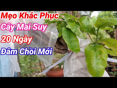 Tips to Make Apricot Trees Decline, Slow to Grow Within 20 Days New Buds New Small Story.