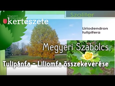 Tulipánfa - Liliomfa összekeverése