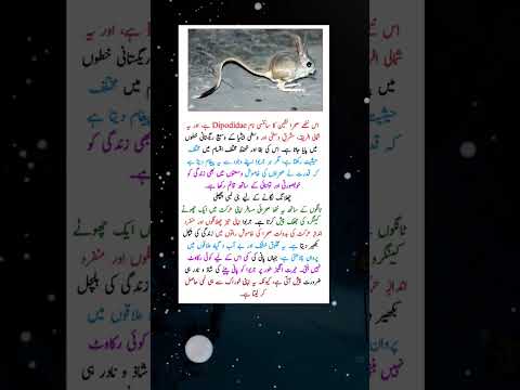 Prince of Leaps – The Desert Mouse Jerboa #knowledge #facts #nature #motivation #shorts #ytshorts