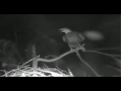 SWFL Eagles ~ OWL ALERT! A GHO Strikes M15 Knocking Him From The Attic! Multicam Views! 12.28.20