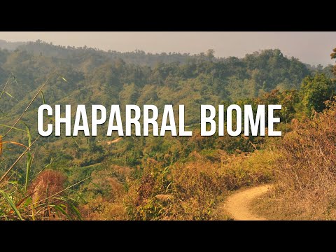 What the Chaparral Biome Looks Like